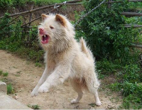 下司犬骚路不好咱训练