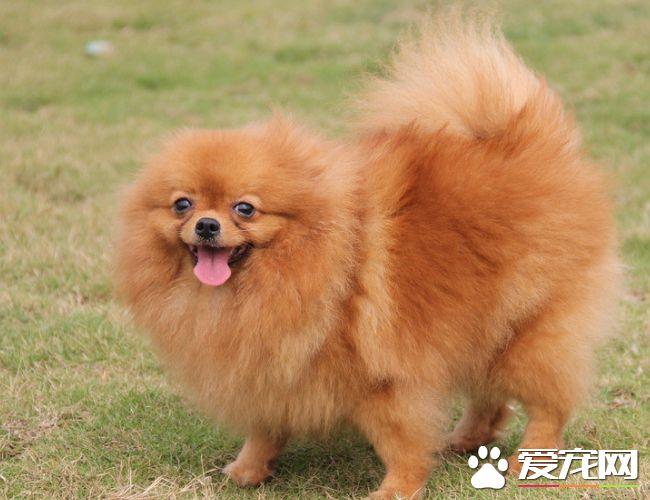 10月大博美犬训练大小便