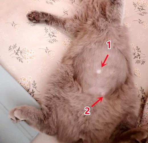 猫咪肚子突出一根东西是什么原因