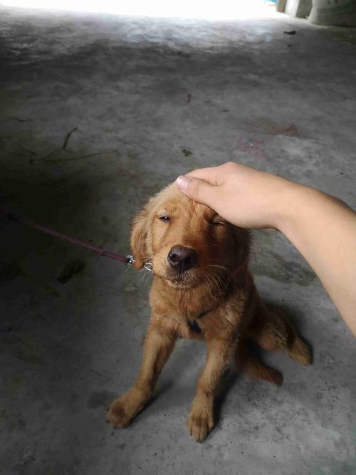 金毛狗狗乱咬东西怎么办