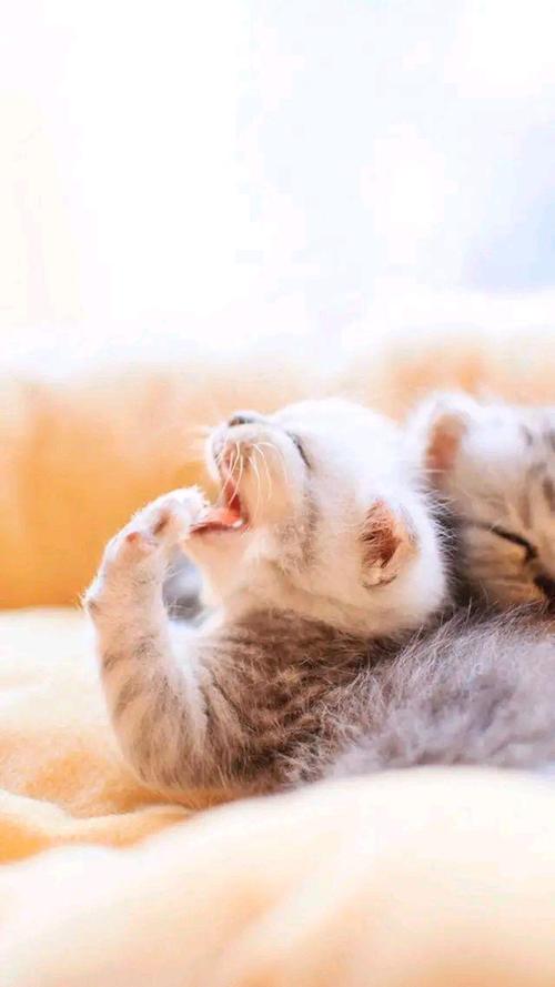 小奶猫喜欢咬东西