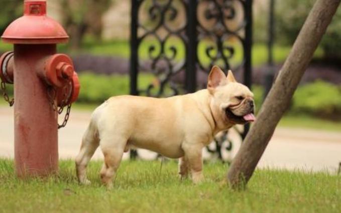 法狗斗牛犬的训练方法