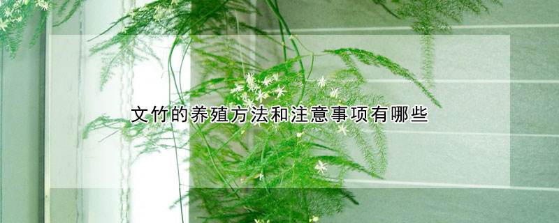 文竹分株注意事项