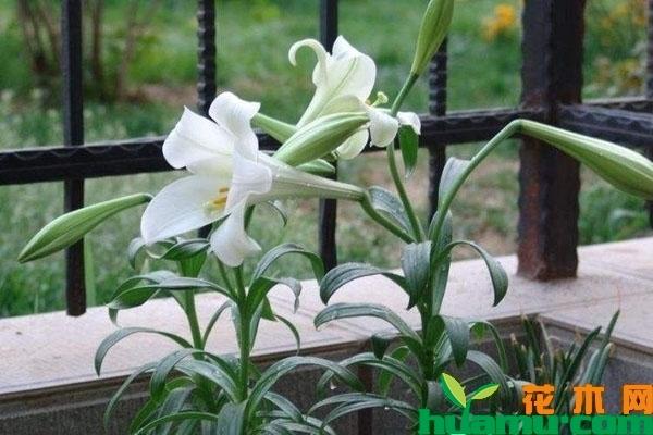 百合切花种类及栽培技术摘要