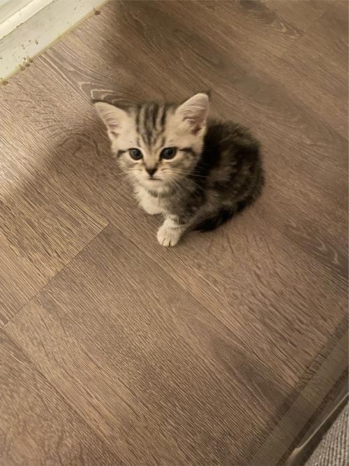 如何训练英短猫听话