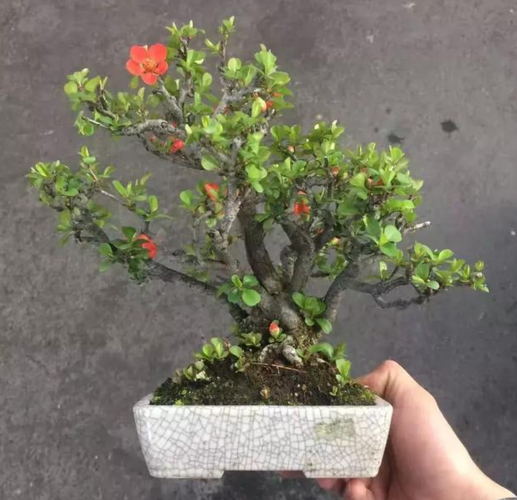 长寿梅花的栽培与管理