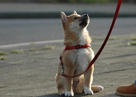 如何正确的训练柴犬