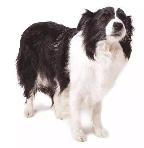 牧羊犬乱咬东西怎么办