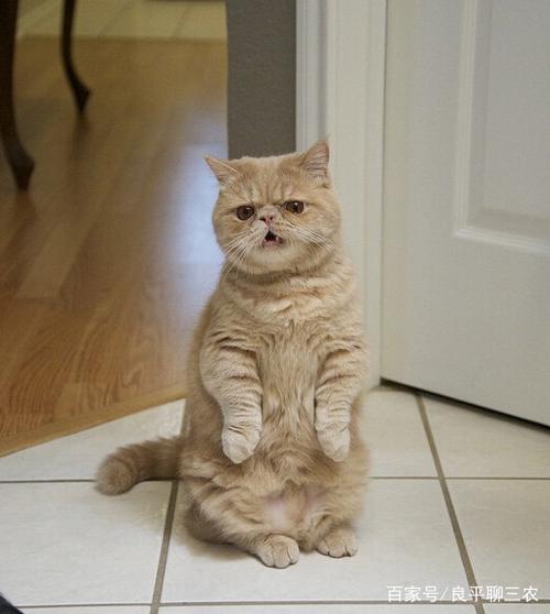 如何训练猫咪站着