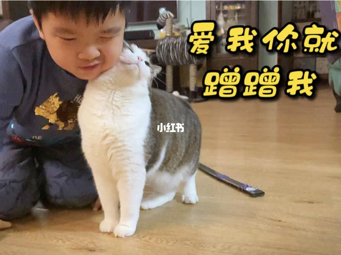 幼猫 训练