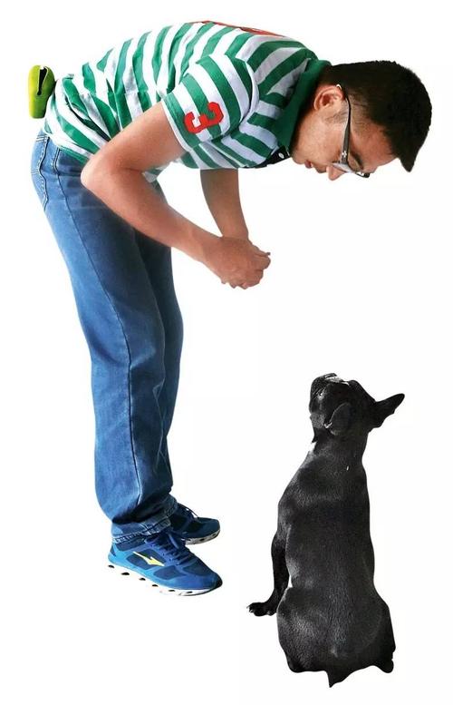 训小狗顶东西