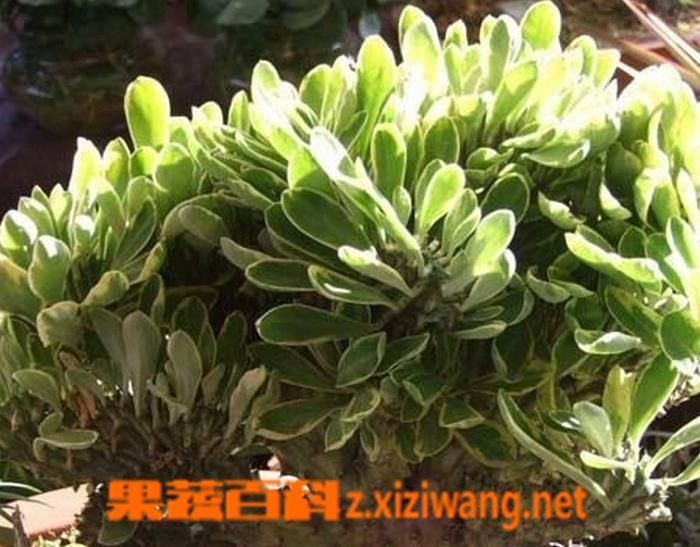 绿麒麟的养殖方法
