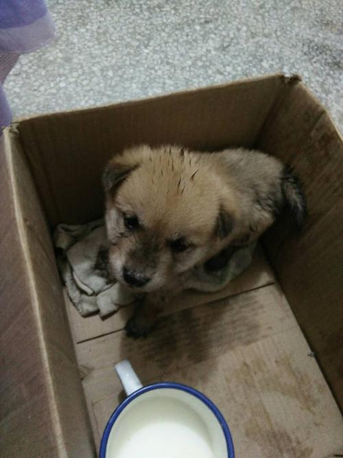 市场上两个月半的狗狗不吃东西