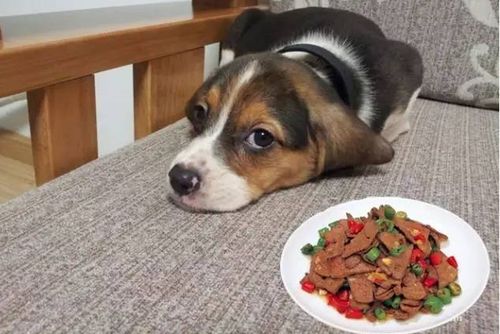狗狗吃淡的东西怎么办