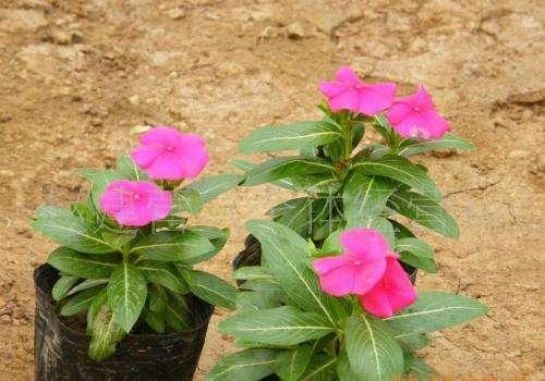 木本花卉栽培要点