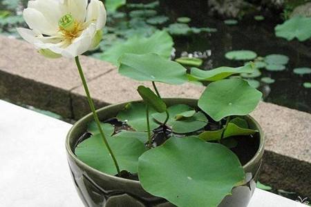 睡莲家庭种植方法