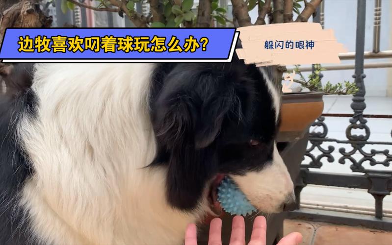 边牧老爱咬东西怎么办