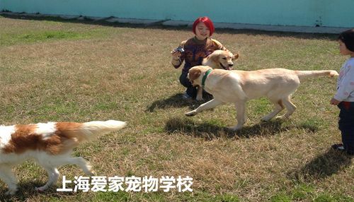 上海狗狗训练哪里好