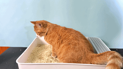 如何训练一个月的猫咪用猫砂