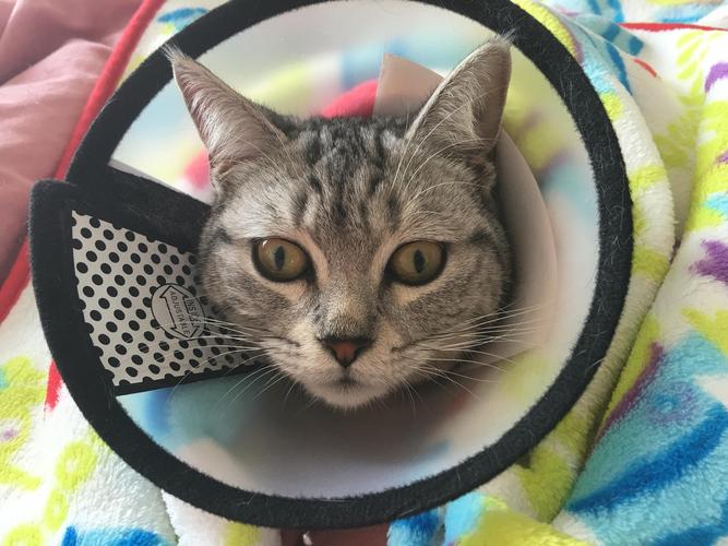 猫节育后变得爱咬东西
