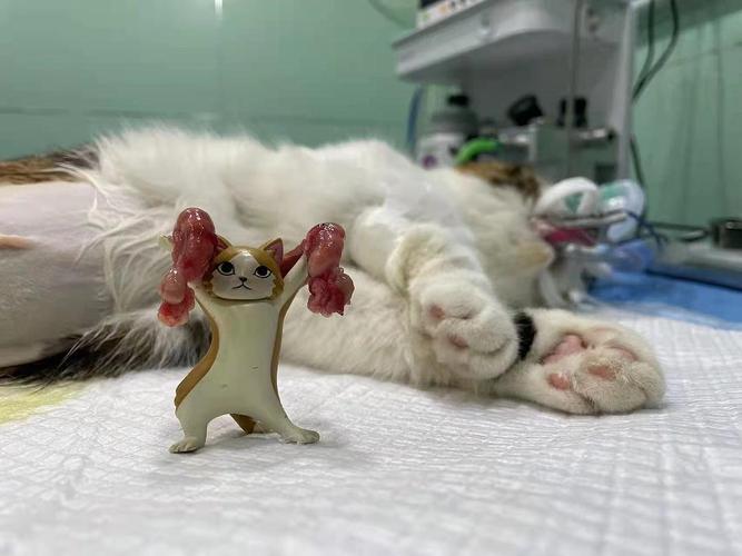 猫咪绝育后吃东西吐