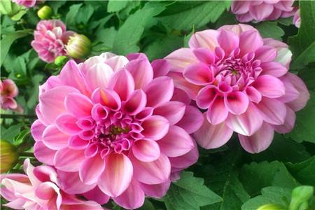 大丽花养殖方法