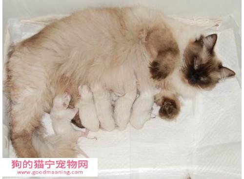 猫怀孕了需要准备什么东西吗