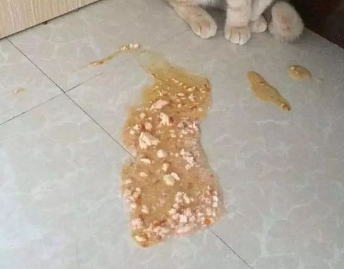 猫咪吃了东西吐了怎么办