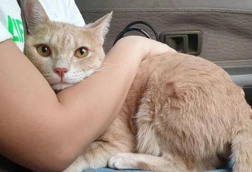 猫晕车不吃东西怎么办