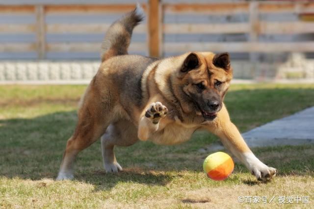 成年犬训练