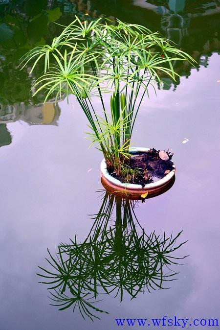 水竹如何栽培