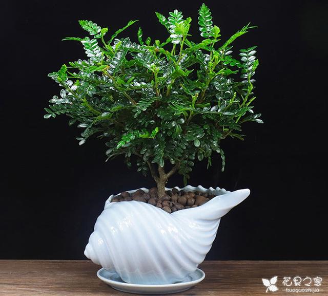 盆栽清香木的养殖方法