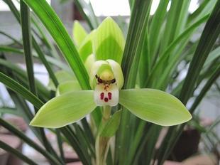 君兰花的栽培管理