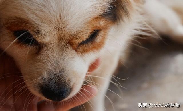 小狗被东西卡住的症状
