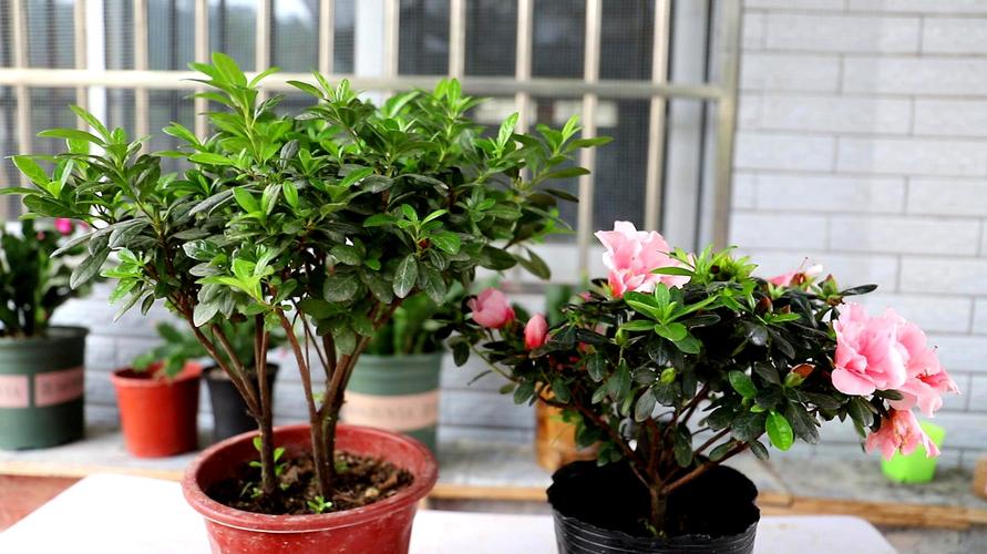 杜娟花怎么栽培