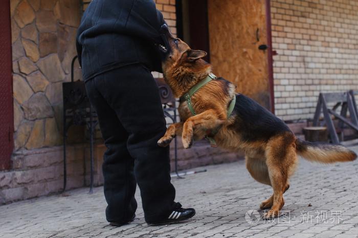 训练牧羊犬