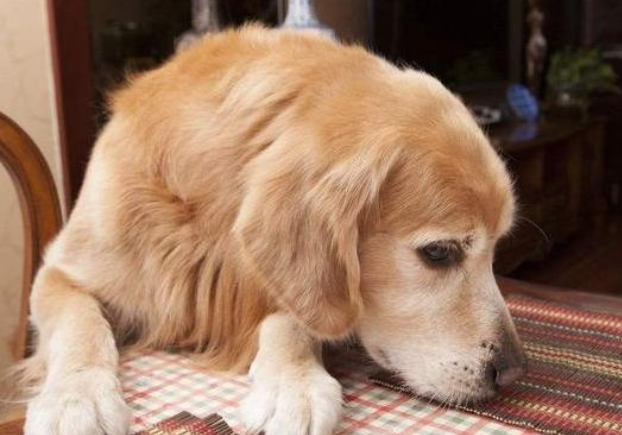 金毛犬怎么就不乱掉东西了