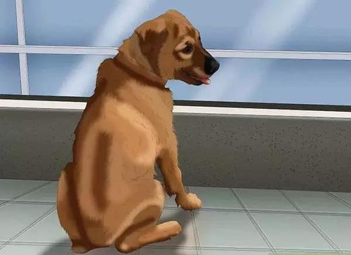 如何训练狗狗坐和等待