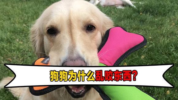 狗狗为什么突然乱咬东西怎么办啊