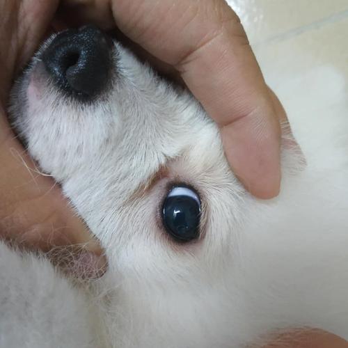 小狗眼睛粘了东西