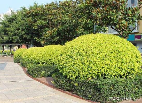 黄金垂榕怎么栽培