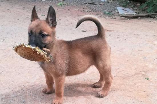 小马犬呕吐不吃东西怎么办