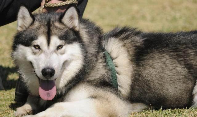 阿拉斯加犬怎么老是咬东西