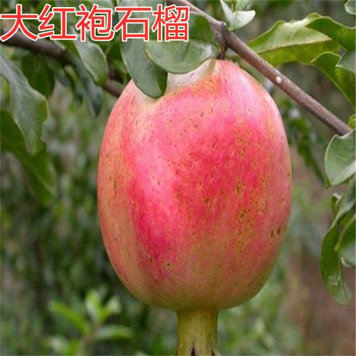 月石榴栽培