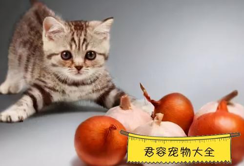 新幼猫回家不吃东西怎么办