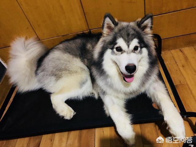 阿拉斯加幼犬咳嗽不吃东西怎么办