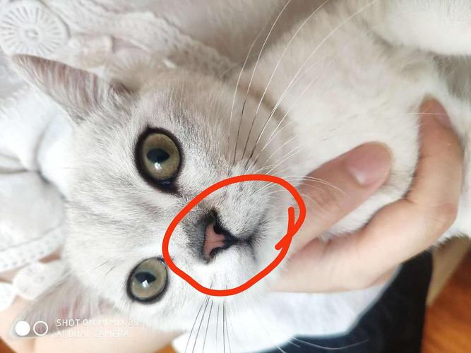 猫咪鼻孔黑东西怎么办