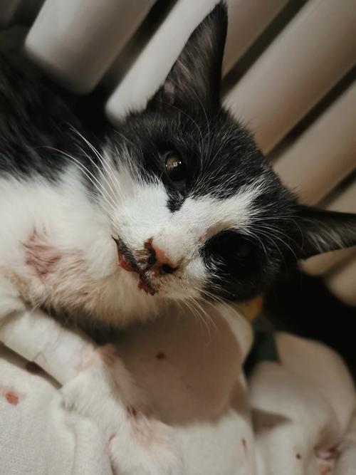 猫瘟导致猫不吃东西