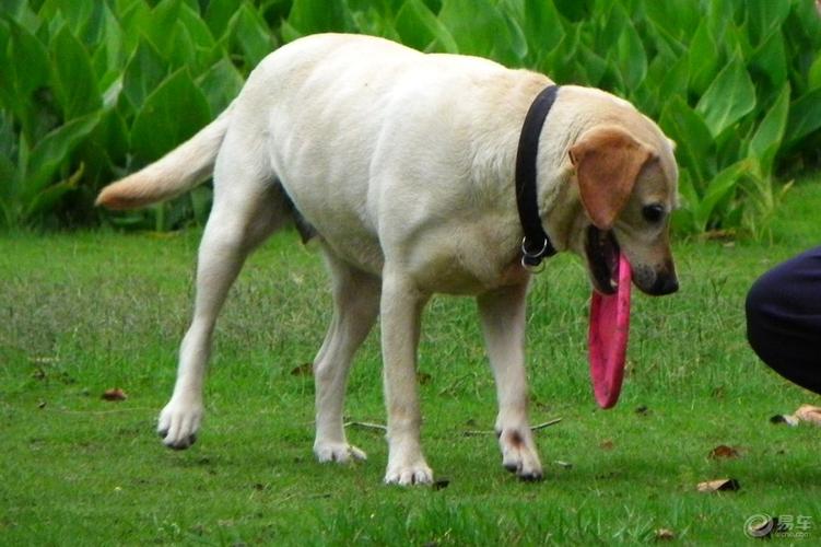 拉布拉多犬经常叼东西怎么办