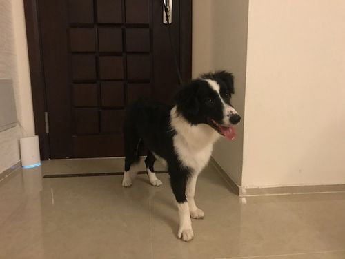 三个月边牧训练随行